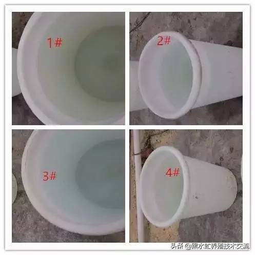 茶话清谈,5句话教你轻松养好虾