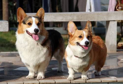 公柯基为什么总咬人,为什么柯基喜欢咬手