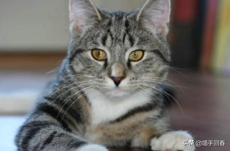 猫咪尿血怎么引起的,猫咪尿血但是精神很好食欲也正常