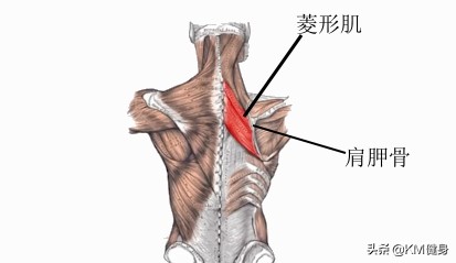 肩胛骨凸出什么动作改善,肩胛骨不良体态