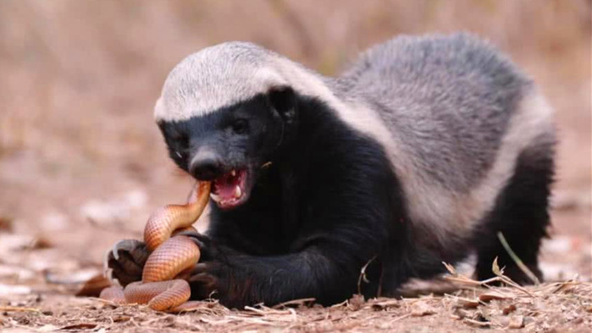 平头哥为什么能把毒蛇当辣条吃,平头哥把毒蛇当辣条啃