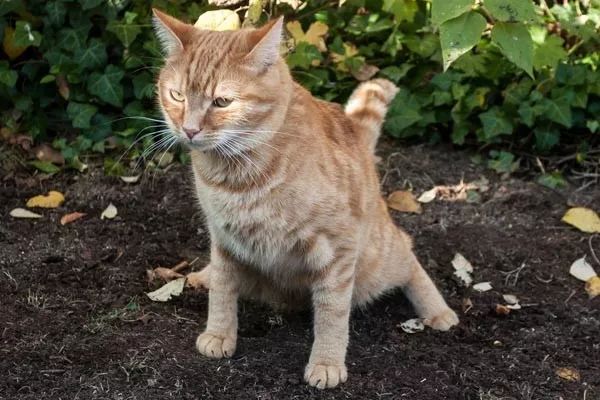 猫一天不吃不喝会拉屎,猫一天不吃东西没事吧