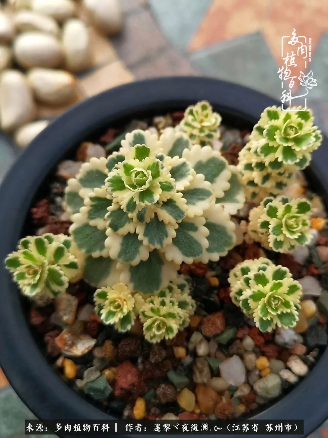 围观多肉版武林大会，一起穿越吧,下