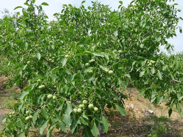 核桃树的植物学特征,核桃树的果实形状及颜色