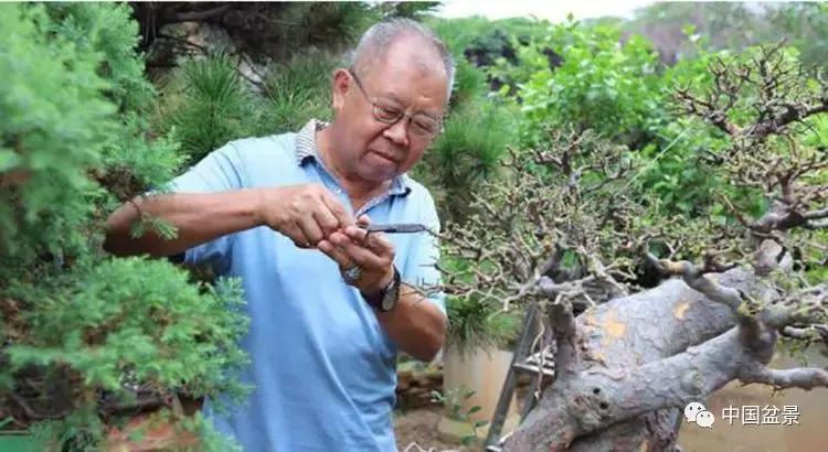 陈文图老师,陈文图盆景欣赏