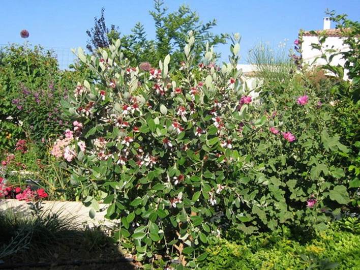 百种味道的果子,百种果实图片