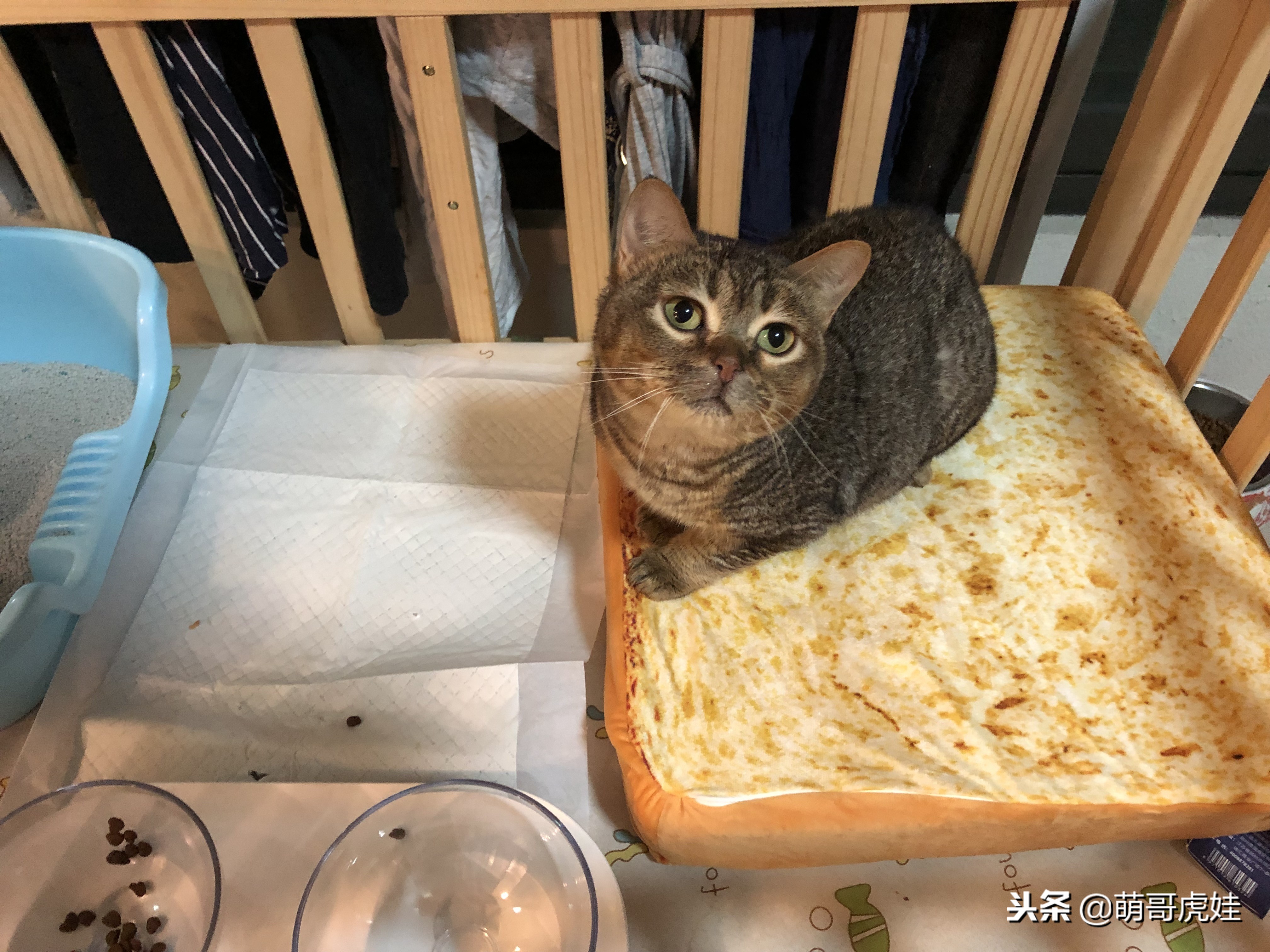 永远都长不大的小奶猫,永远长不大的茶杯小奶猫