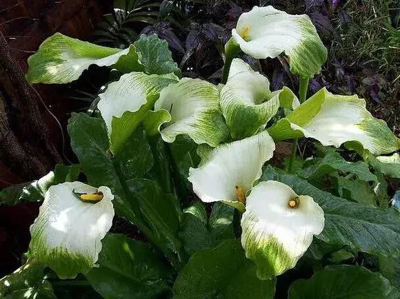 马蹄莲的全年养殖方法,马蹄莲秋天怎么养