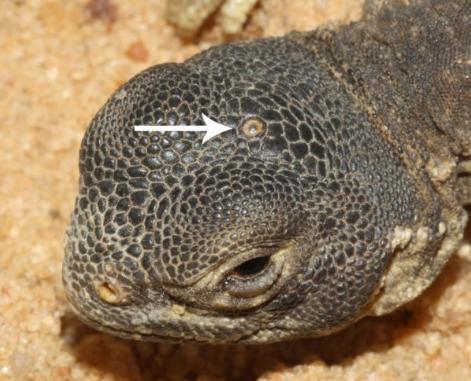 千奇百怪的动物眼睛，它们有各种各样的奇怪用途，和人眼相差甚远