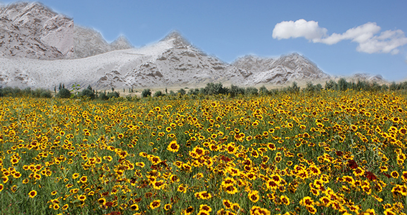 昆仑雪菊是茶吗,正宗昆仑山雪菊