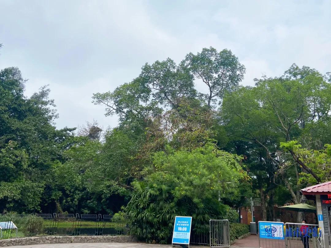 广州动物园什么时候搬迁,广州动物园搬迁