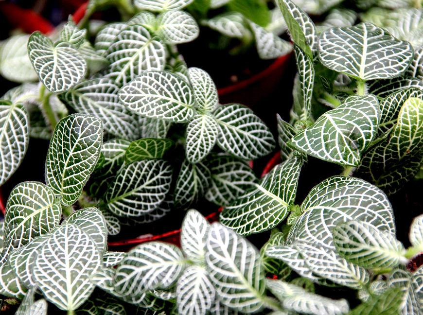 网纹草如何更鲜艳,网纹草微景观怎么打理