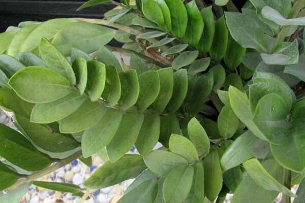 金钱树叶子发黄脱落怎么挽救,金钱树梗都发黑斑且变蔫了怎么救