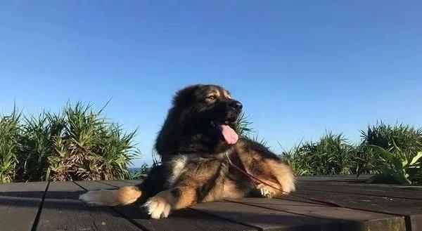 突然到访的小奶猫，没想到居然让高加索展示出了另外一面！超暖心