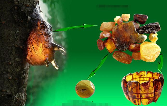 史无前例！一滴松脂让2只“交配”的苍蝇，4100万年后成围观对象
