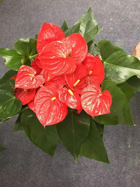 红掌黄叶枯萎是怎么回事,红掌出现黄叶烂叶的处理方法