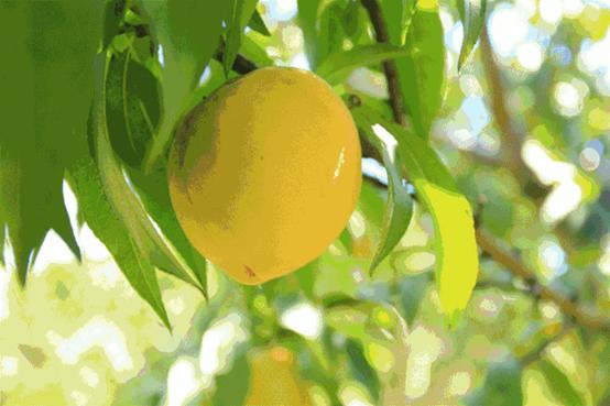 一年一度的黄桃季又来啦,黄桃丰收的季节到了