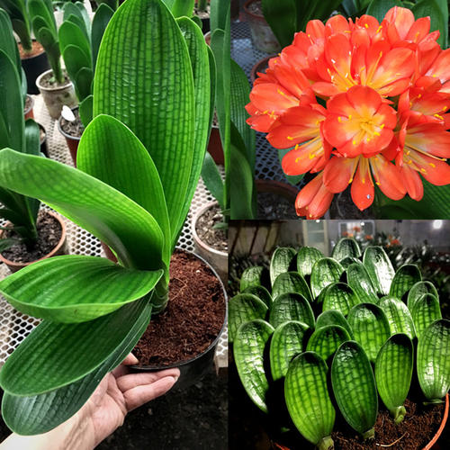 君子兰摆放在家里面哪个位置最好,君子兰在东阳台和南阳台正确摆放