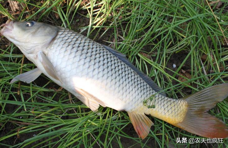 鲤鱼为什么说四大家鱼,淡水鱼排名为啥鲤鱼第一