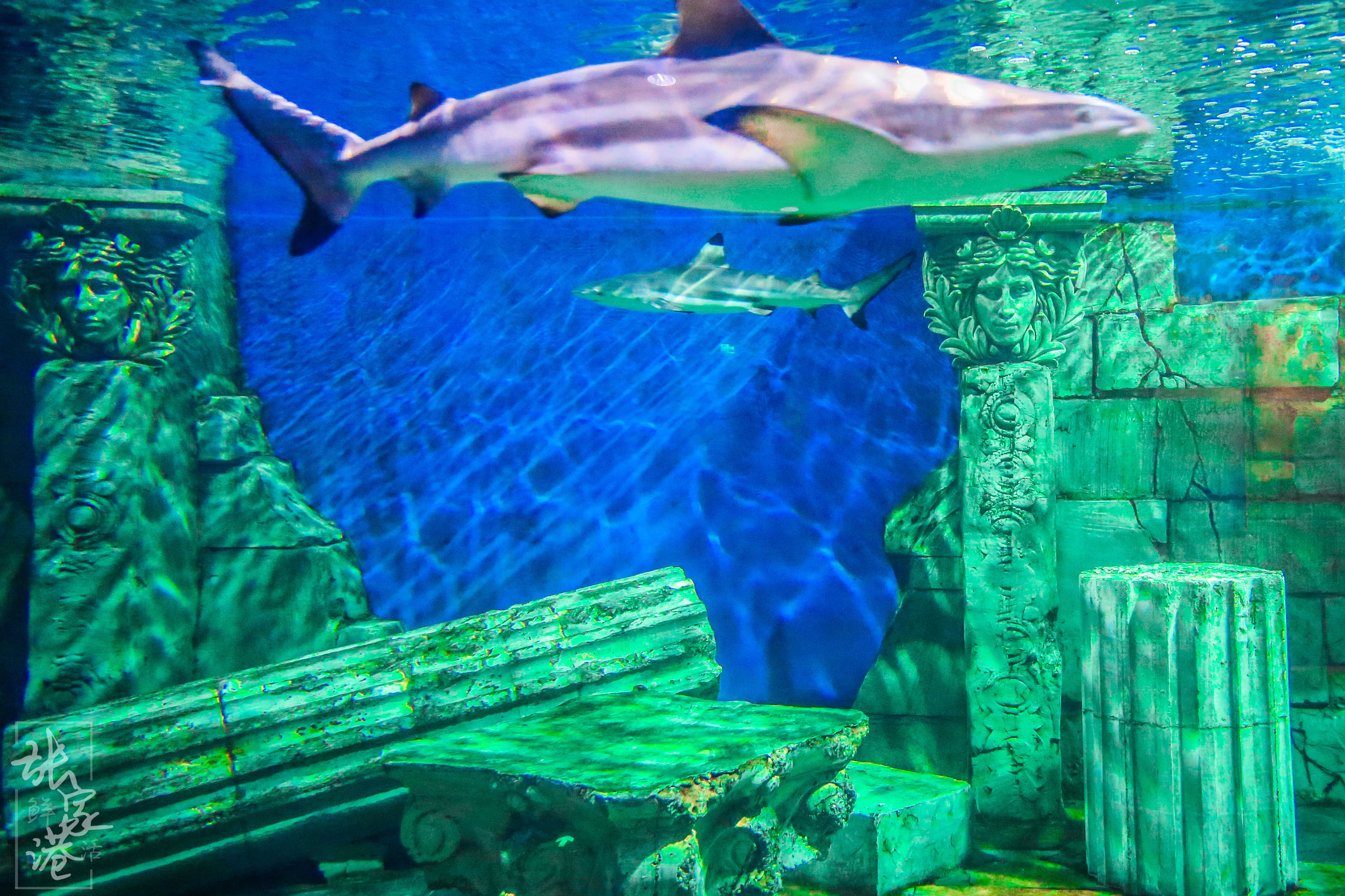 张家港的这座商场里竟然藏了这么大的海洋馆，一天电费高达一万元