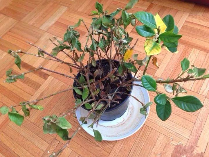 月季常见病害图解,月季枝干高花苞小怎么办