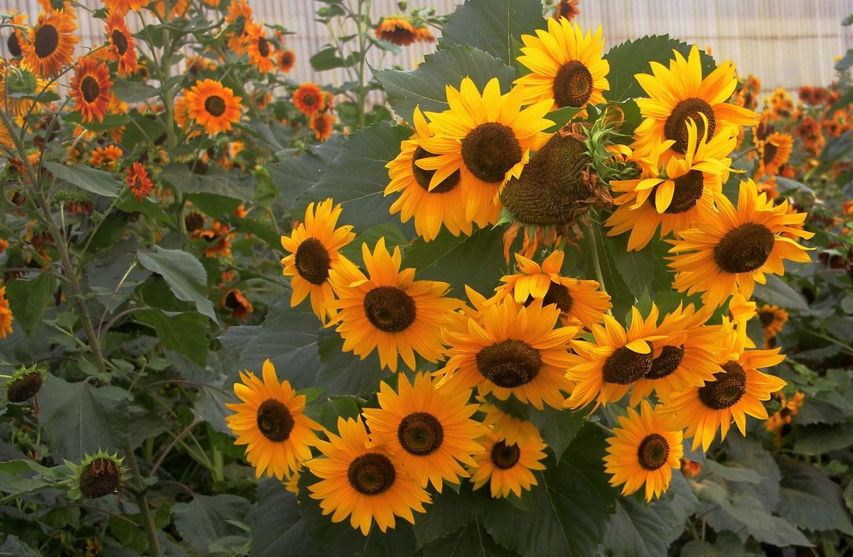 种植向日葵需要注意的事项,向日葵花的种植方法和时间