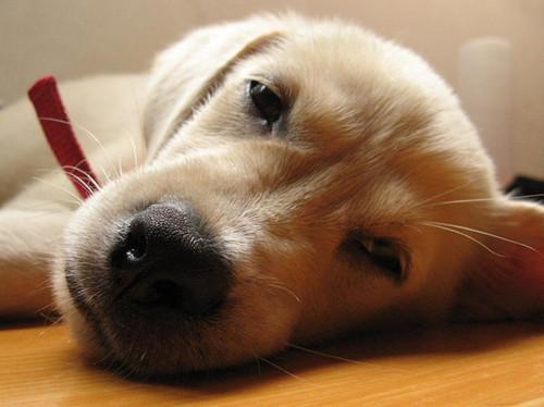 狗狗的4种呕吐情况是这样解决的,狗狗呕吐判断方法你知道几种