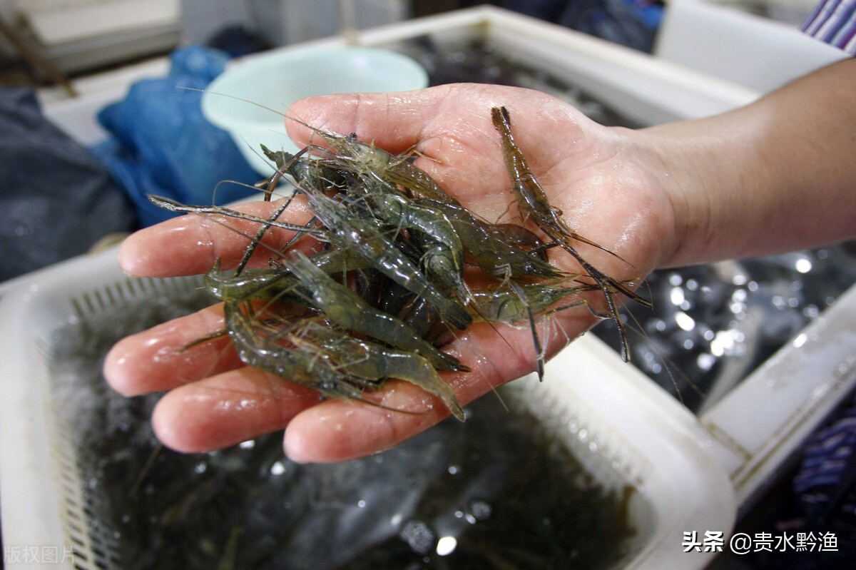 虾病防治技术最新大全,养虾病预防