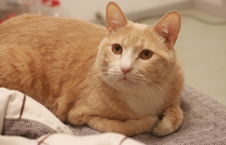 中华田园猫中的稀有品种,中华田园猫最稀有的品种