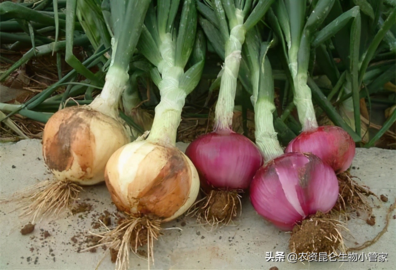 洋葱红根病的防治方法,洋葱黄叶烂根是怎么了
