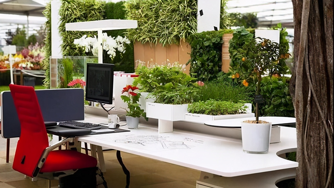 办公室室内盆栽品种有哪些,办公室寓意最好的十大盆栽