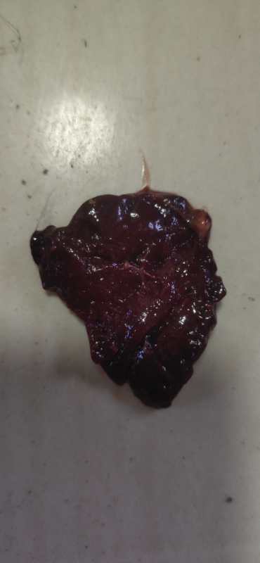 家禽疫病监测方案有哪些,家禽消毒杀菌用什么药