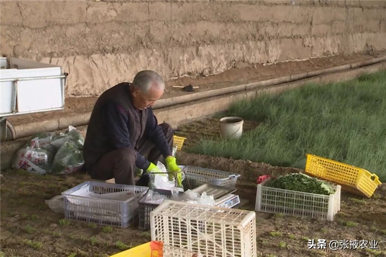 高台近郊休闲农业为民增收添动力,高台特色产业拓宽群众致富路