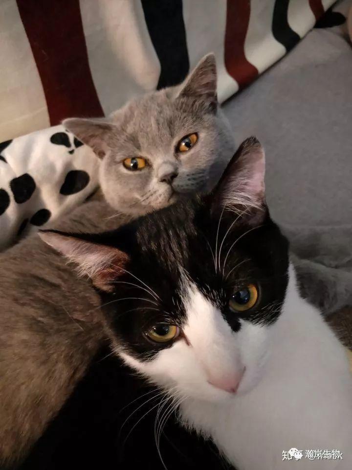 养品种猫的好处,土猫可以和品种猫配吗