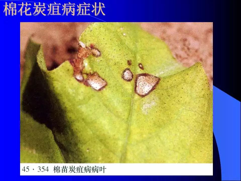 如何识别植物炭疽病和叶斑病,植物炭疽病的介绍