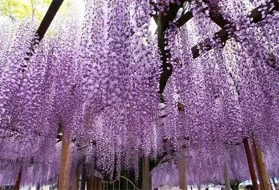 樱花散去!最美紫藤视觉盛宴来袭~