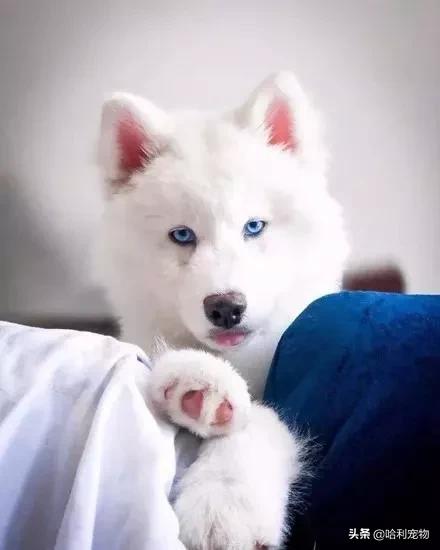 哈士奇和萨摩耶生的孩子长什么样,哈士奇和萨摩的孩子能长到多少斤