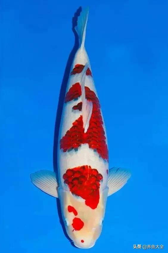 德系锦鲤品种图片,丹顶孔雀锦鲤品种