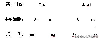 初中生物中考常考知识点,初中生物中考人教版总复习视频