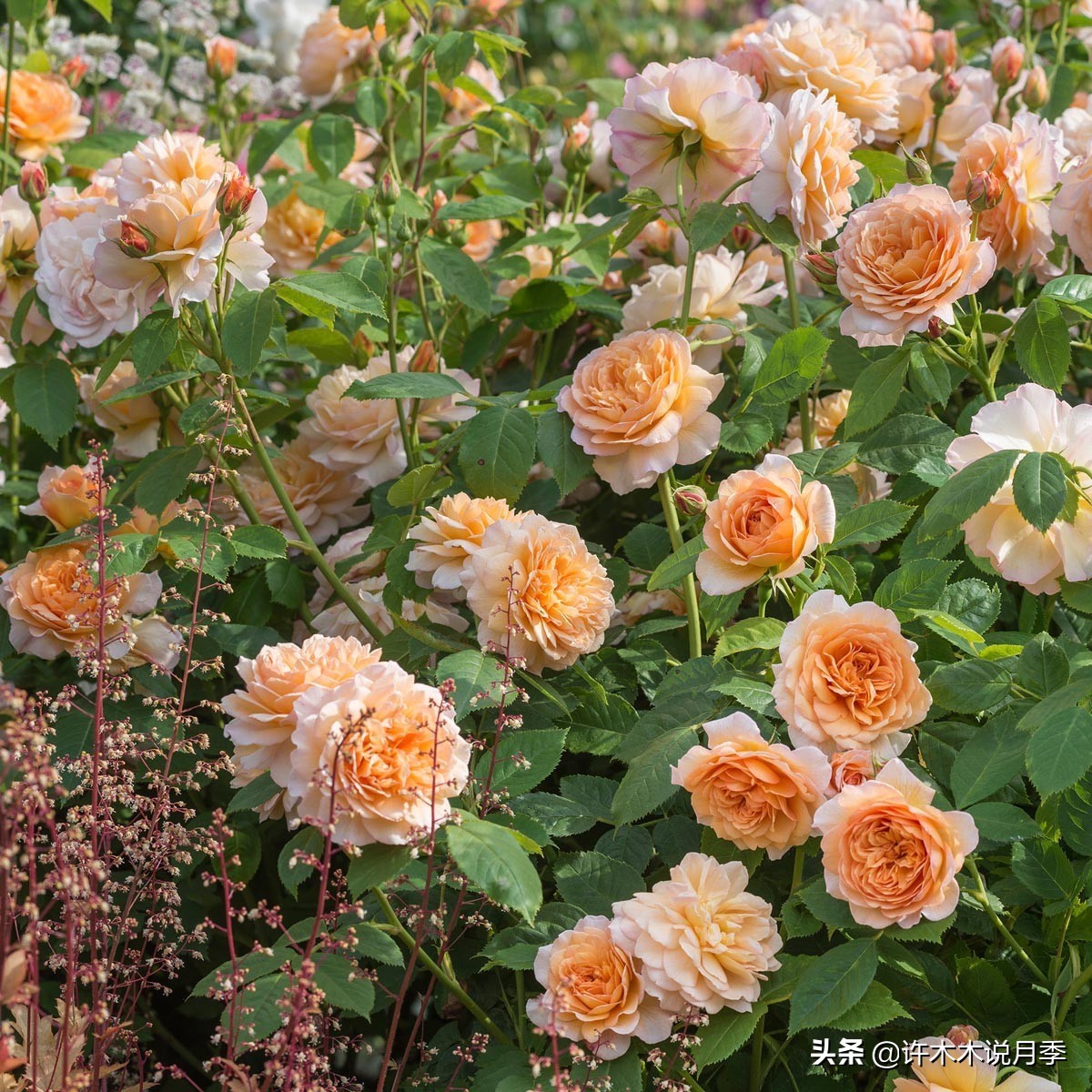 网购月季应该怎么种植?月季移栽后出现黄叶、枯萎是什么原因呢?