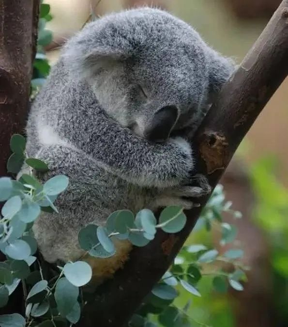 树袋熊吃尤加利吗,尤加利和树袋熊