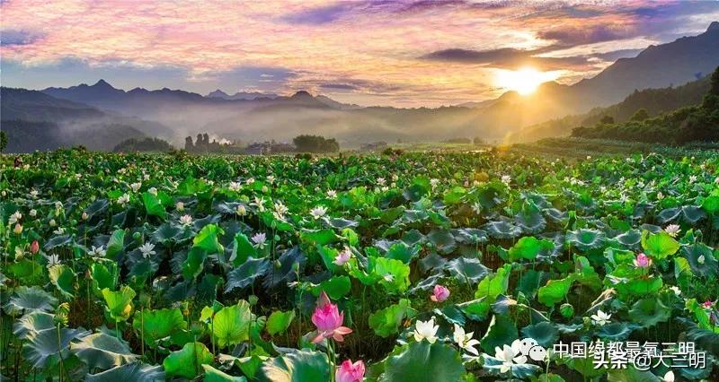 菡萏初放,端午安康,三明文旅市场平稳回升