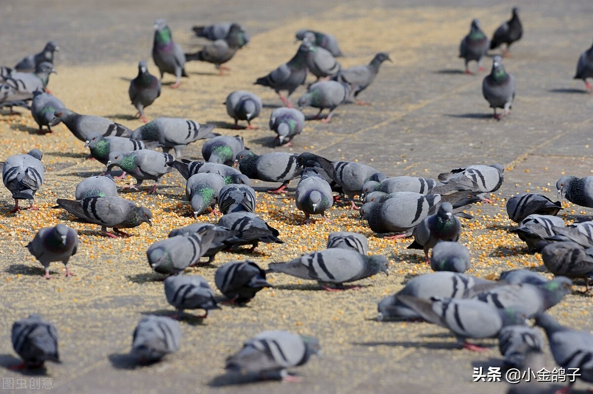 新手如何让刚买回来的鸽子家飞,新手鸽友怎么给鸽子开家