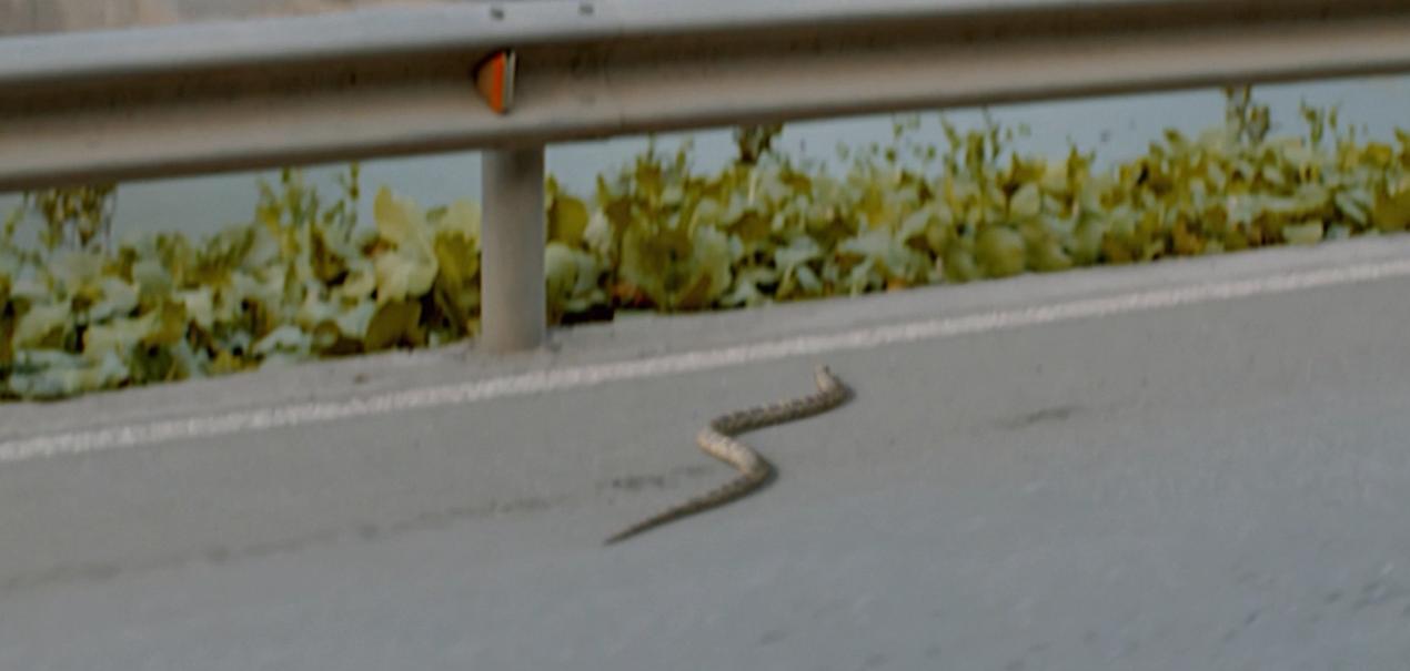 《天注定》：从叙事结构出发，浅析贾樟柯电影语言中4种动物隐喻