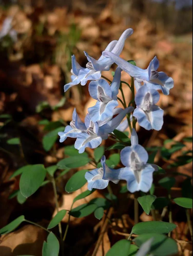 这4种花卉很漂亮花量大观赏度高,20种漂亮花好看不好养