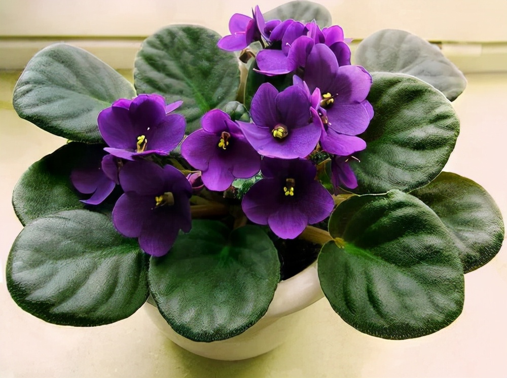 常见花卉养殖总汇,各种花卉植物养殖方法??