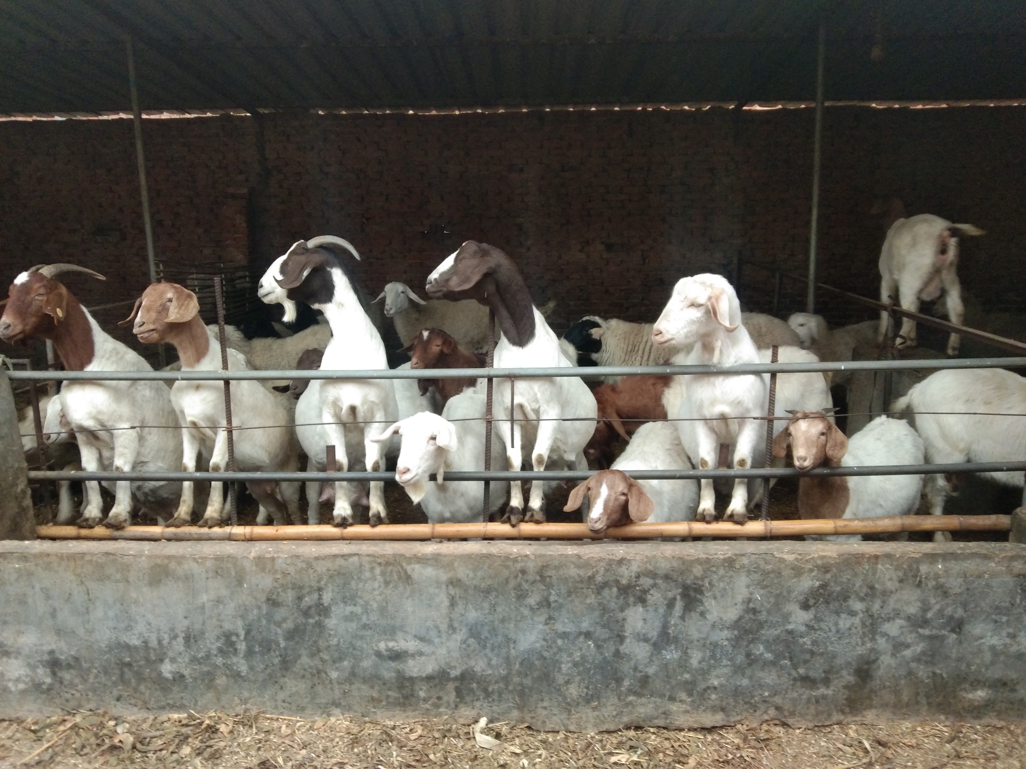 该面对的终究躲不过,小反刍用什么药治疗最有效