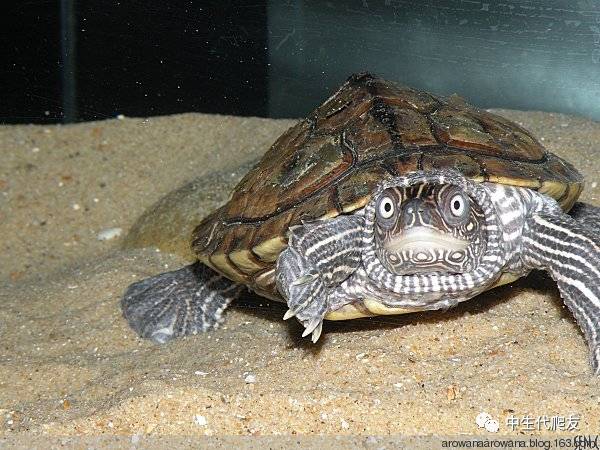 正宗的地图龟,史上最差的地图龟