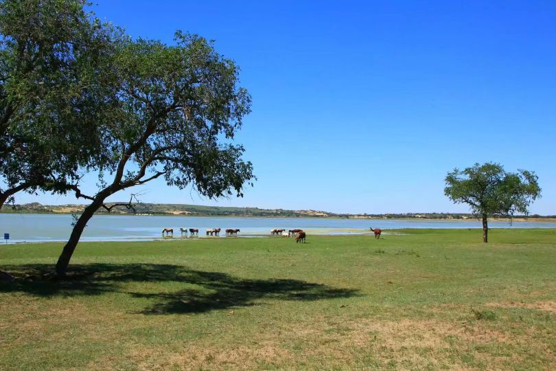 旅行去看草原美景,去草原撒欢视频