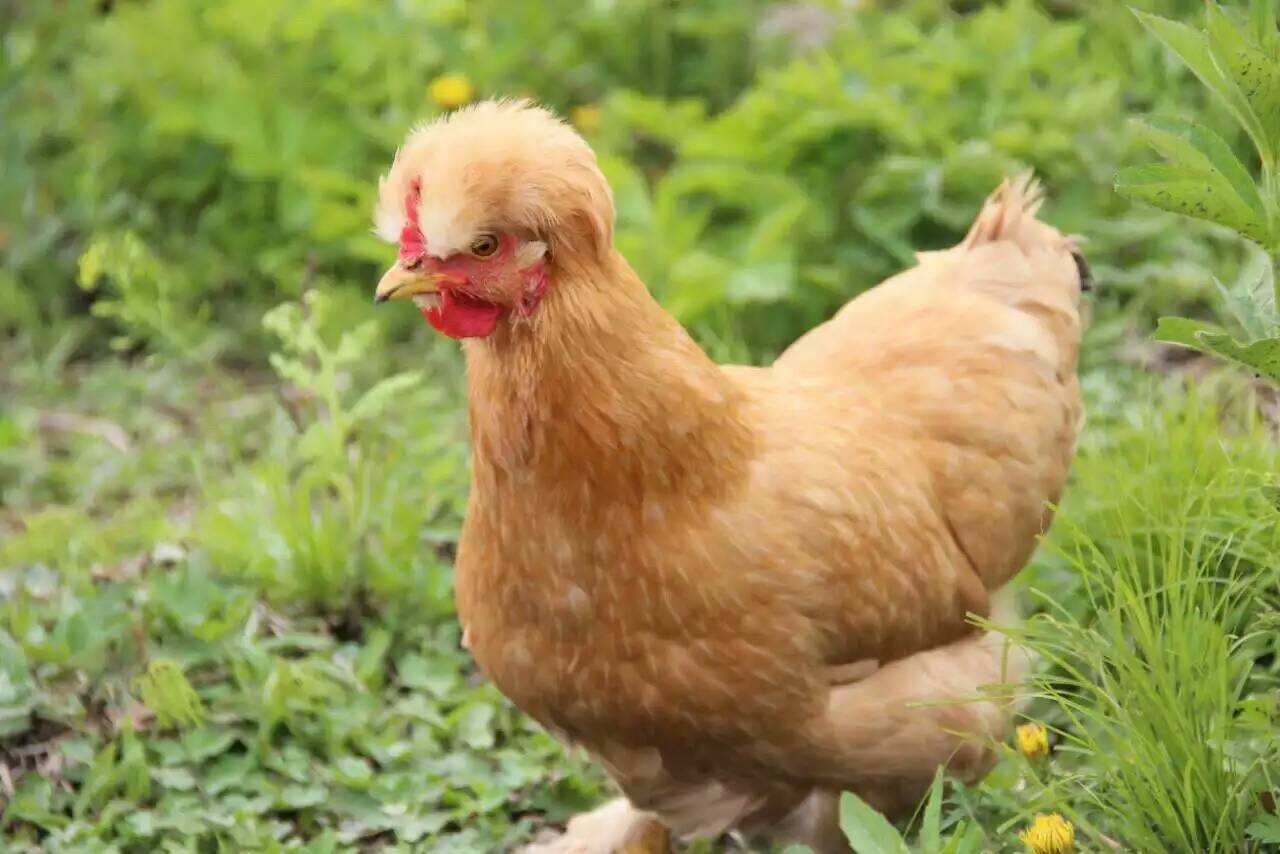 优质土鸡品种有哪些,湖南养土鸡什么品种最好